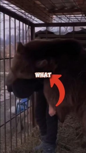 How to SURVIVE a Grizzly Bear Attack! 🐻⚠️ #animals
