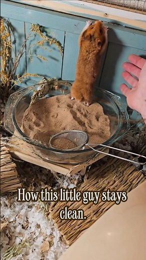 ​Why Your Hamster Needs a Sand Bath (And How to Do It Right) 🐹🏜🫧