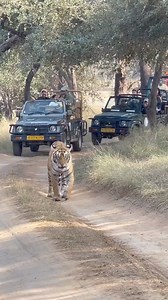 6.3M views · 10K reactions | Old Video : Ranthambore Adventures safari #wildlife #safari #tiger #trend #reelsviralシ | Ranthambhore National Park | Facebook