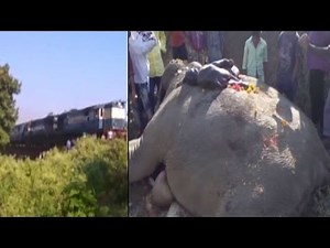 Speeding train kills 3 elephants