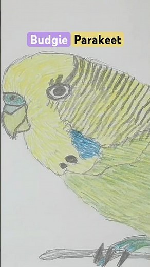 How to Draw Budgie Parakeet #drawing #art #sketch #tutorial #howtodraw #phonk #draw #realistic