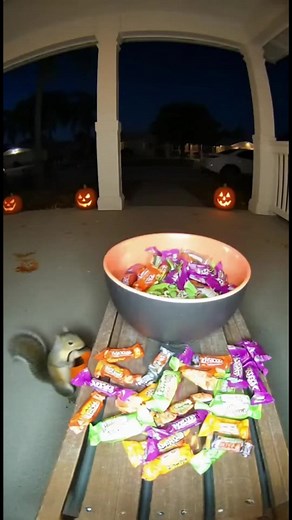 54K views · 178 reactions | Tiny Squirrel Trick-or-Treats Like a Pro...
