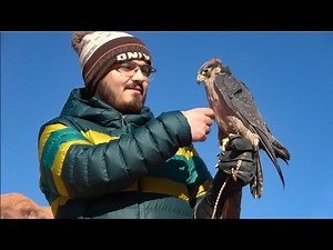 Falconry: The 3 principles of socializing raptors