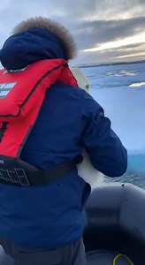 91K views · 1.4K reactions | Researcher rescues a drifting polar bear cub and reunites it with its waiting mother on the Arctic shelf 流❄️️懶 | Daily StoryTime | Facebook