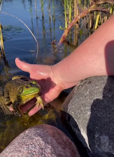 Explore the Enchanting World of Milk Frogs and Tree Frogs