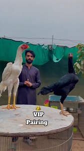 2.9K views · 70 reactions | Contact Number || 03130040776. ||...