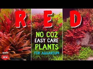 No CO2 Easy care RED Plants for aquarium | Red plants for beginners