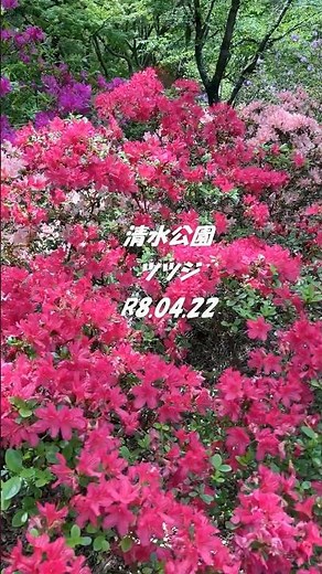 清水公園 自生ツツジ 080422