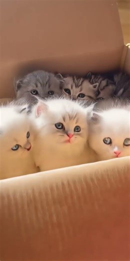 #驚喜 竟然開箱出一整箱的小貓？這是我收到過最棒的禮物！#Surprise Unboxing a box full of KITTENS! 🐱📦 Best delivery ever!