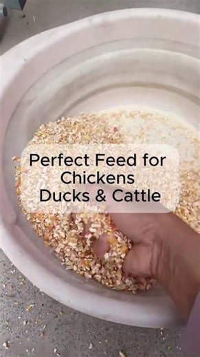 Adjustable Corn Crusher Machine | Control Particle Size for Poultry & Livestock Feed #feedmachine