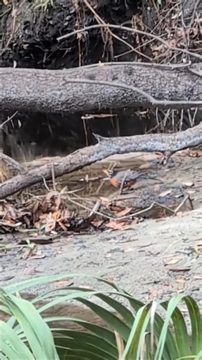 American Robin Sips from Little Econlockhatchee & Hops on Branch at Riverside Park! Oviedo, Florida