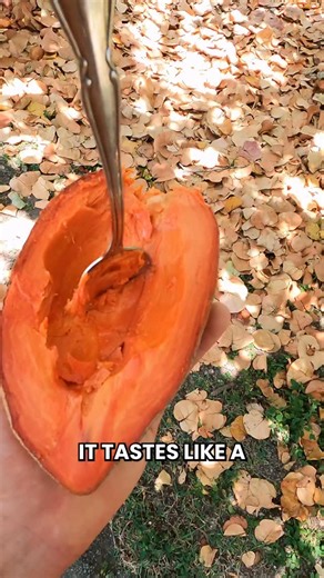 This Mamey Sapote tastes like a honey sweet potato that hangs straight from the tree! 🍠 On the outside it looks brown and plain but inside it’s bright and beautiful The first time we cut one open it completely blew our minds...then we tasted it and it blew our minds even more Mamey Sapote is one of our favorite fruits and it’s incredibly creamy and sweet It’s amazing for smoothies and when you freeze and blend it the texture is perfect Don’t judge a fruit by how it looks on the outside! We’re a