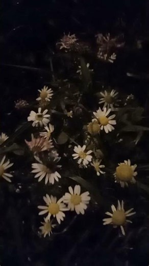Night Daisies in City Backyards: Hidden Magic 🌼🌙 #urbannature #natureaesthetics