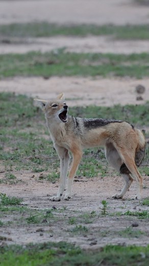 838K views · 8.5K reactions | Black backed jackal calling. Sound on! #twigatravelafrica #jackal #africanwildlife #wildlife #wildlifeprotection #nature_perfection | Twiga Travel Africa | Facebook