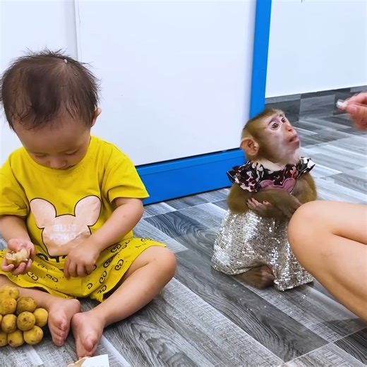 Monkey Kaka and baby Diem hiding behind the door eating Bon Bon fruit | Monkey TV