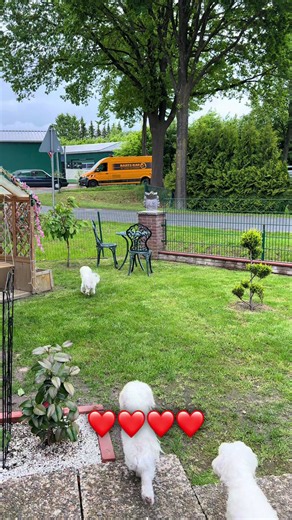 Bichon Maltese în familie: momente acasă pline de dragoste