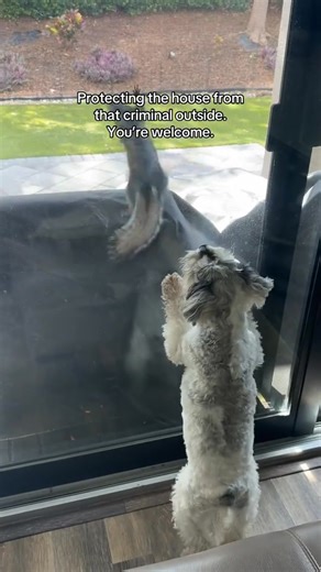 This is not a drill. I repeat: SQUIRREL. ON. SITE. 🐶🐿️ #schnauzermini #lucatheschnauzer #funnydogvi | Schnauzer Family