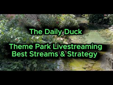 The Daily Duck - TikTok Livestream Best Streams & Strategy - March 24, 2026