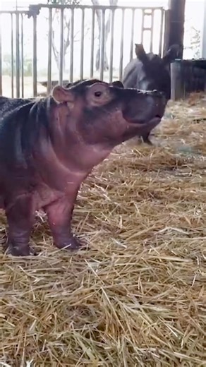 The Dodo | When the baby hippo kisses the baby rhino on the head 😭 Thanks to @campbells for making it possible to tell this story! Go Wild with... | Instagram