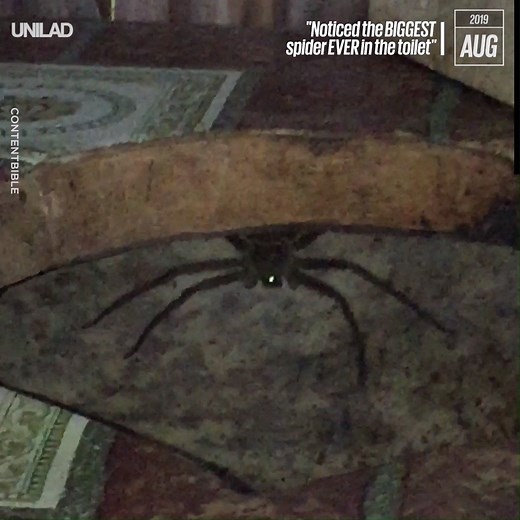"Noticed the BIGGEST spider EVER in the toilet and it was looking right at me" 😱🕷 | UNILAD