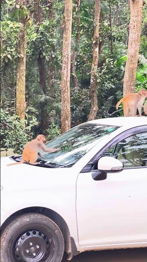 Tiny Monkey’s Surprise Ride on a Car 🐒🚗 | Jungle King