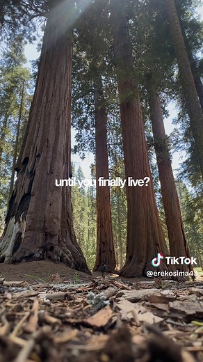 Sequoia National Park: Visit the Biggest Tree in the World