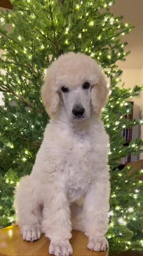 2.3K views · 30 reactions | #poodle #standardpoodle | About Poodle | Facebook