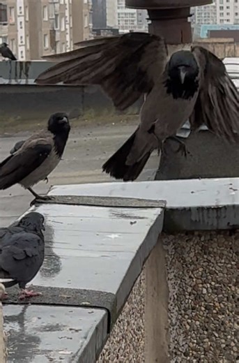 #crow #crows #pigeon