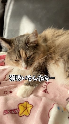 猫吸いをした後はずっとこれ #猫のきなこもち