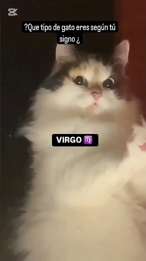 cual es tu gato según tu signo zodiacal