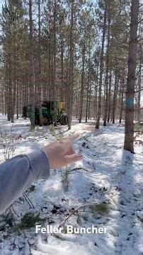 Feller Buncher. Conventional Logging. MN.