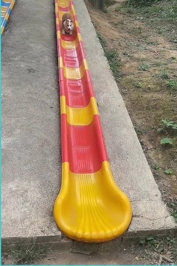 Here's Exactly Why Dogs Are Simply The Best Things On Earth | Pet World