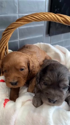 Just a basket of sweetness! 😍🐾✨ #cavapoosoftheworld #cavapoomoments #CavapooCutie | Cavapoos 3:16