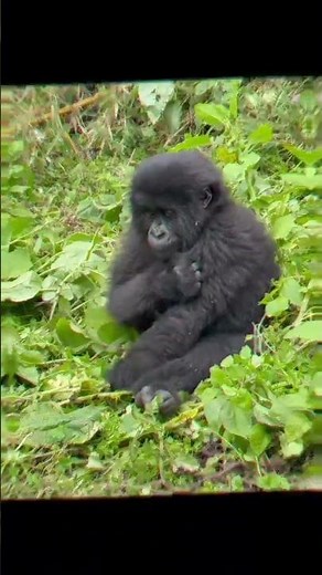 How Gorillas Master Chest Beating tradition #gorillatrekking #africasafari