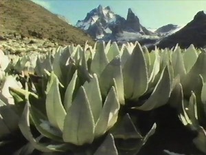 Journey to Kilimanjaro