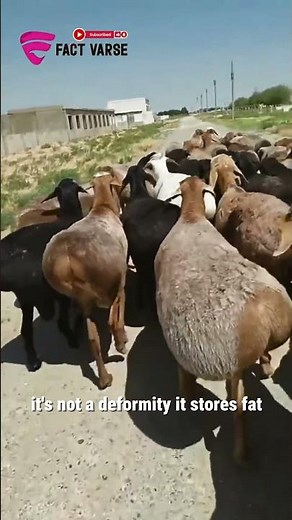 This Sheep’s Giant Tail Can Literally Save Its Life #sheep