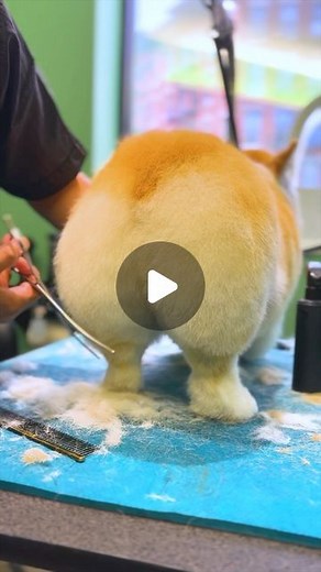  Maxine the Fluffy Corgi on Instagram: "What’s one thing Maxine’s taking into 2023? This chonky bod. #nye #2023 #resolution #dogdad #nyc #dogsofinstagram"