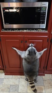 Jump jump the raccoon's jumpin'🤣🤣 Obviously Lolly says it's time for her to clean the microwave again 🤣🤣🤣 #Lollyraccoon #raccoons #funnypets #cuteanimals #pets #mapache #raccoon #petraccoons #trashpanda #pet #petlovers #petsofinstagram | Lolly Raccoon