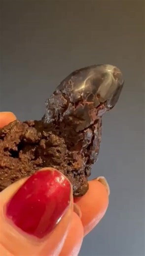 You can polish a turd 💩 #Coprolite #fossils #funny #minerals | Saltshack