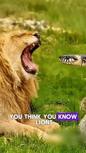 “You Won’t Believe These 5 Crazy Lion Facts!” 💀