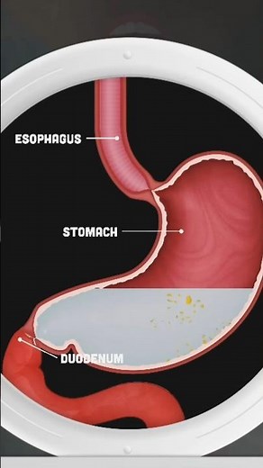 How your digestive system works 3danatomy #doctor1