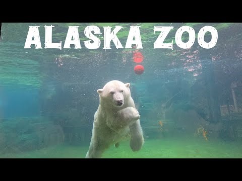 Active Polar Bears, Slapping Seal, Charging Musk Ox at The Alaska Zoo