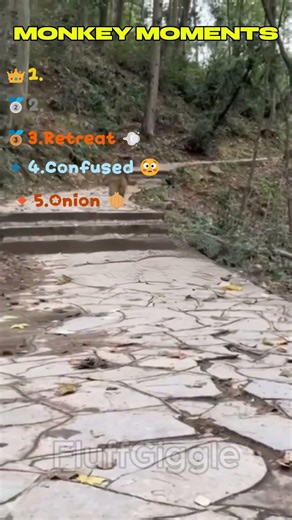 Macaque Moments Ranked 🤣🐵