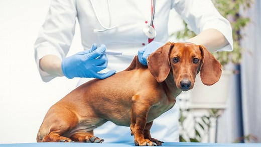 Vacciner son chien : ce que vous devez savoir