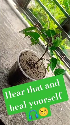 Mulberry Bonsai Journey: Day 7 | Shaping and Progress #mulberrytree #bonsai #gardening