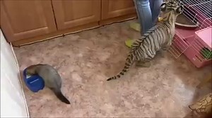 203K views · 1.2K reactions | ODD COUPLE! Baby tiger prepares for life at a zoo; becomes friends with a pet ferret in the process! Poor Sherkhan was abandoned by his mother at birth. After he was taken to a vet's apartment where he met his new best friend! STORY: fox35orlando.com/unusual/220205418-story | FOX 35 Orlando | Facebook