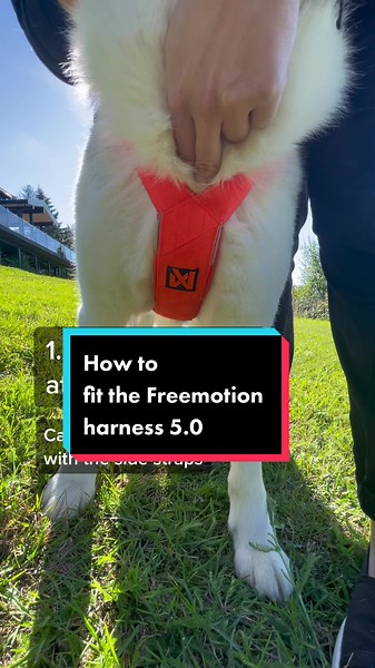 Learn to fit the Freemotion harness 5.0 to your dog! #dogharness #canicross #bikejoring #skijoring #husky #freemotionharness #sleddogsports