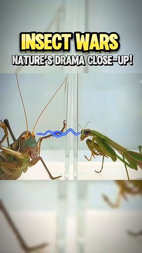 Insect Wars on Instagram: "Epic Rematch: Giant Katydid vs. Praying Mantis! ❌ The titans clash once more! Will the giant katydid’s agility outsmart the mantis, or will the mantis prove its strength? #InsectWars #Insects #Wildlife #viralvideoシ #trendingvideo"