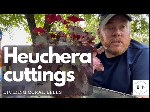 Propagating Coral Bells Heuchera by Division