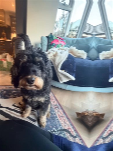 Next was massage for these most beautiful girls Mabel and Ruby, who fully relax into their massage and are an absolute joy to work with. They are so full of love and cuddles 🩷🐶🩷🐶 | TheraPaw Canine Massage